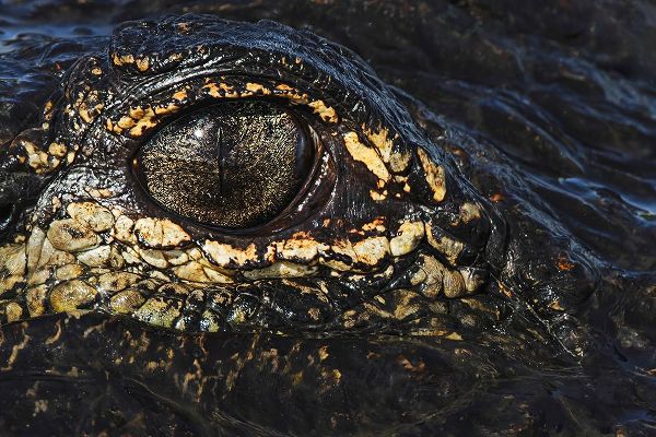 Jones, Adam 아티스트의 American alligator eyeball close-up from eye level with water-Myakka River State Park-Florida작품입니다.